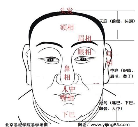 天庭面相|劉恒面相注解——什么是天庭？